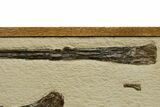 Mounted and Framed Pterosaur (Pteranodon) Bones - Kansas #361450-3